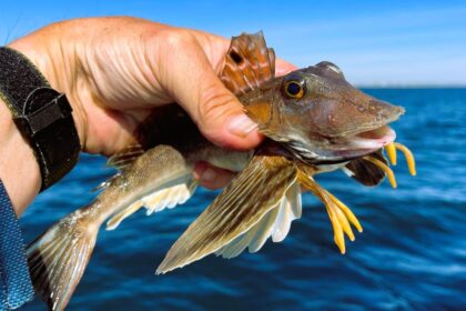 Sea Robin