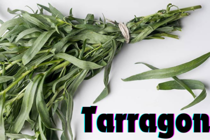 tarragon