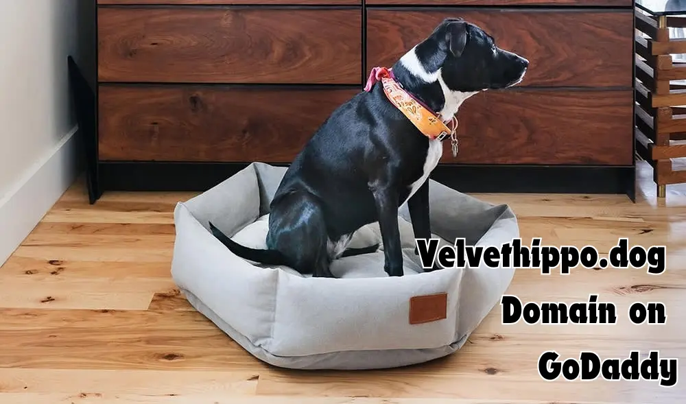 Velvethippo.dog Domain on GoDaddy